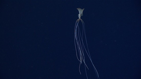 a long thin squid in dark water
