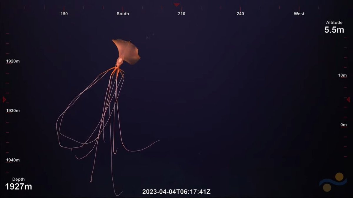 a red-toned bigfin from 2023