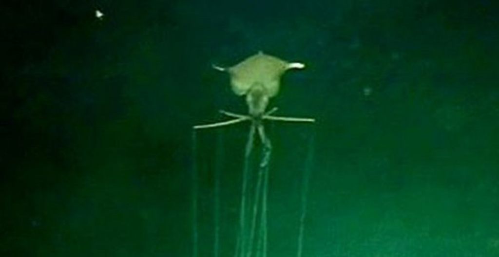 the head of a magnapinna with its big mantle