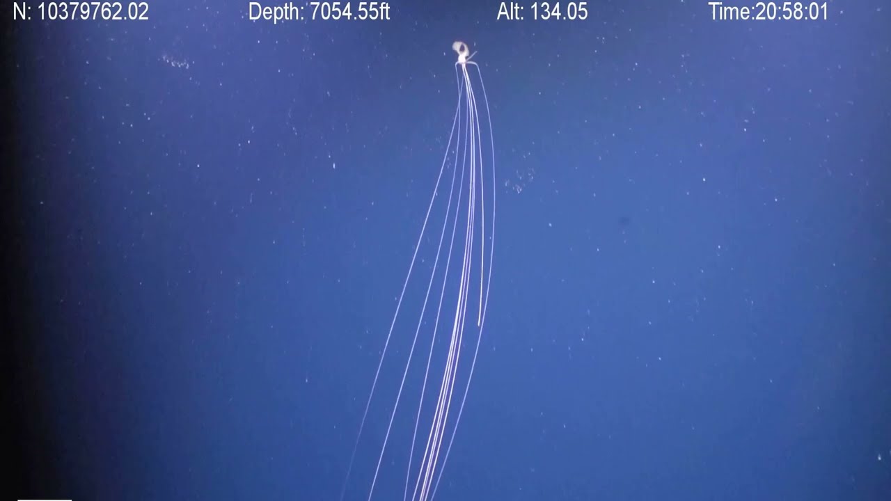 a very tall bigfin that extends off screen