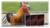 chicken playing uno
