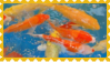 koi fish