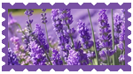 lavendar