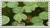 lilypads