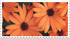 orange flowers