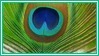 peacock feather