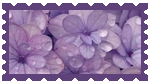 purple flowers