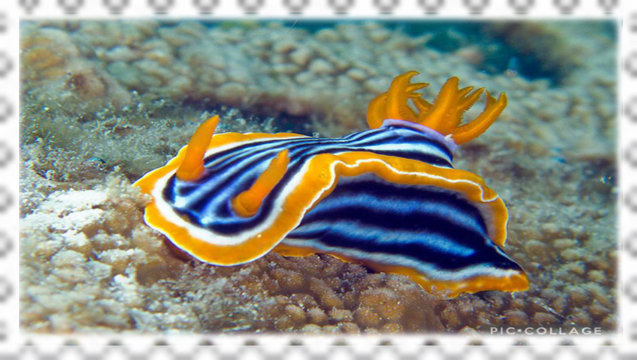sea-slug
