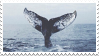 whale tail